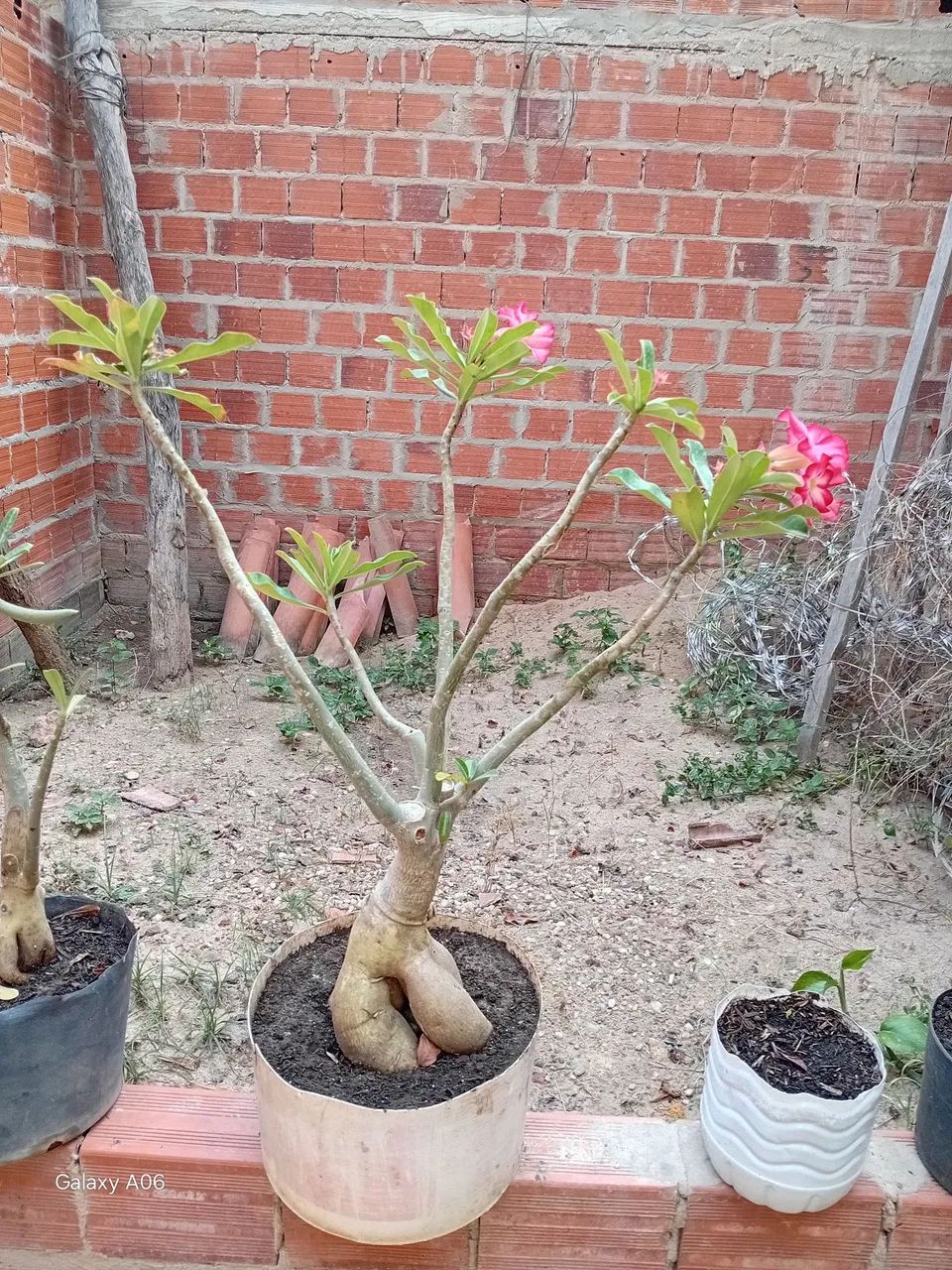 Rosa