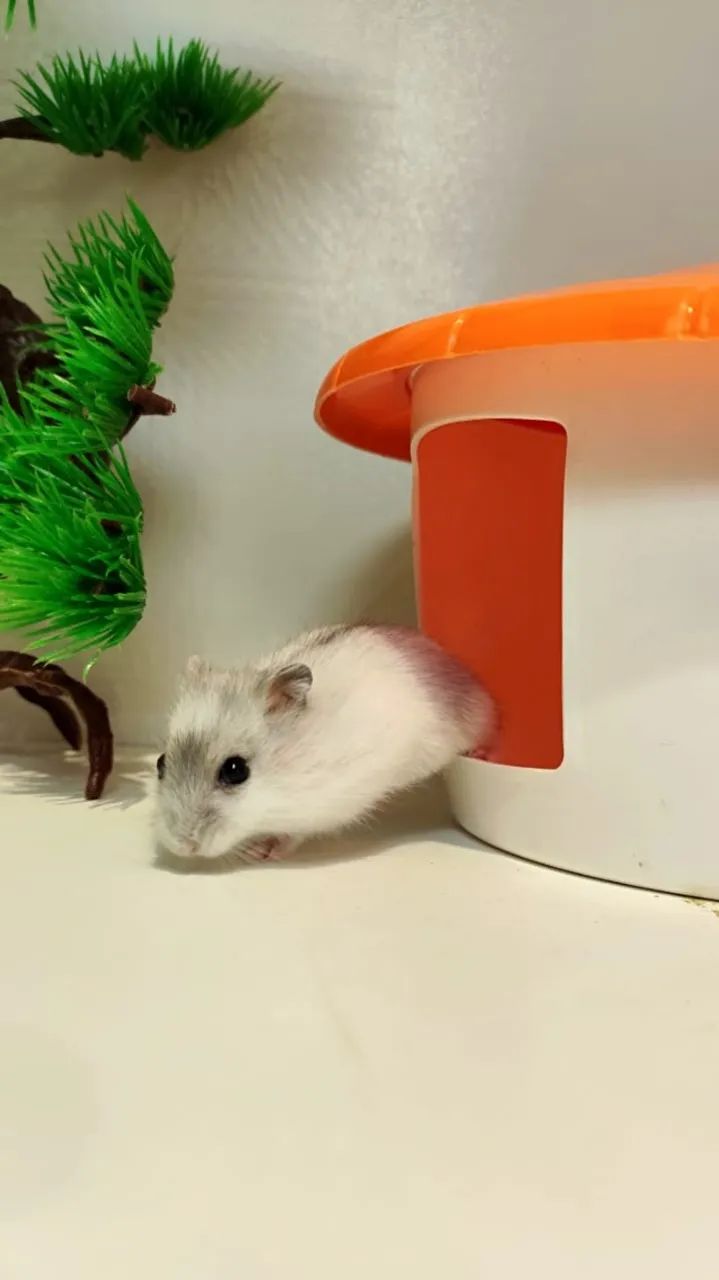 Filhotinhos de Hamster mini - Foto 3