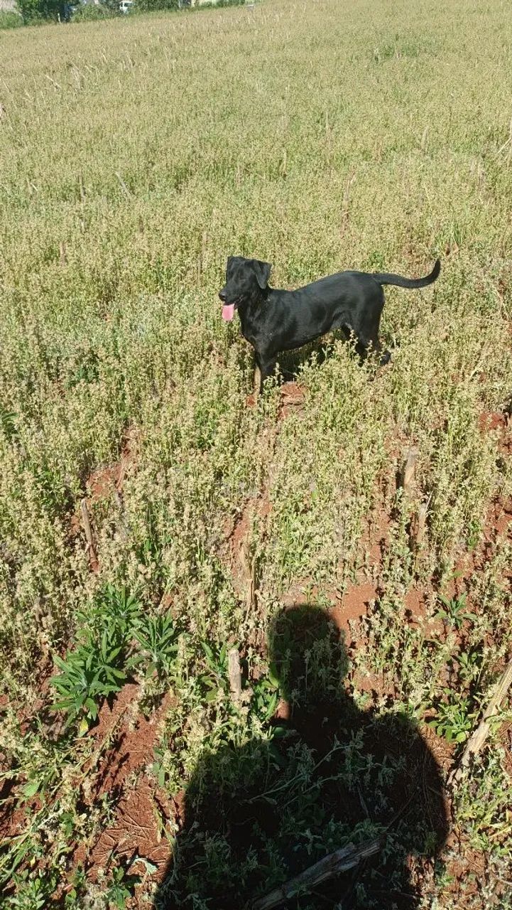 Labradora  - Foto 4