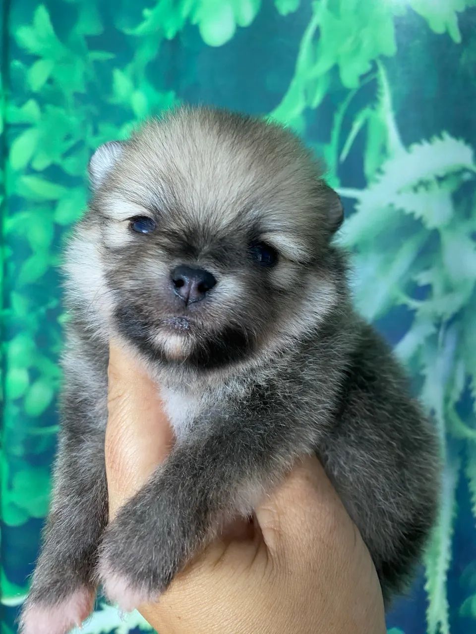 Spitz alemão com pedigree  - Foto 3
