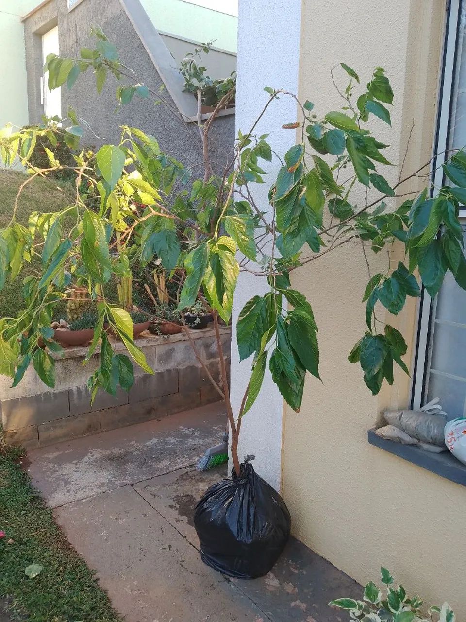 Frutífera Amora produzindo 