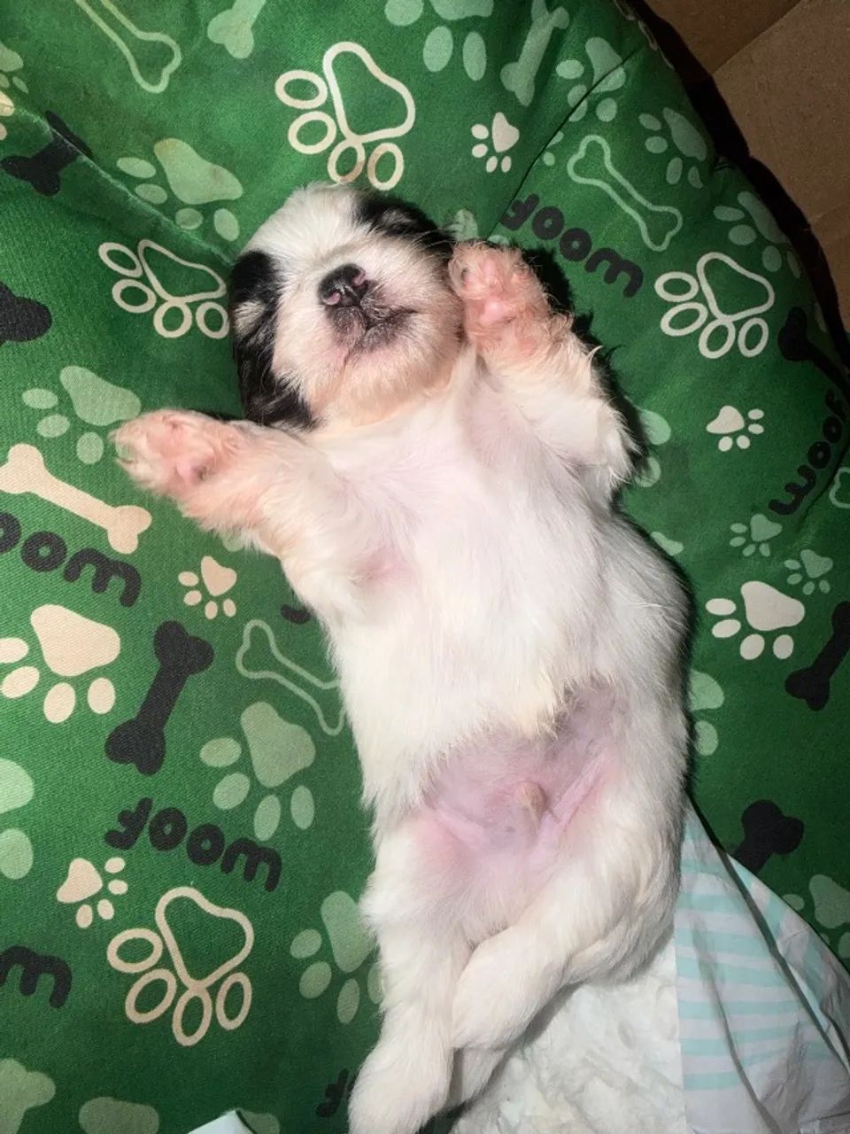 Lhasa Apso  - Foto 3