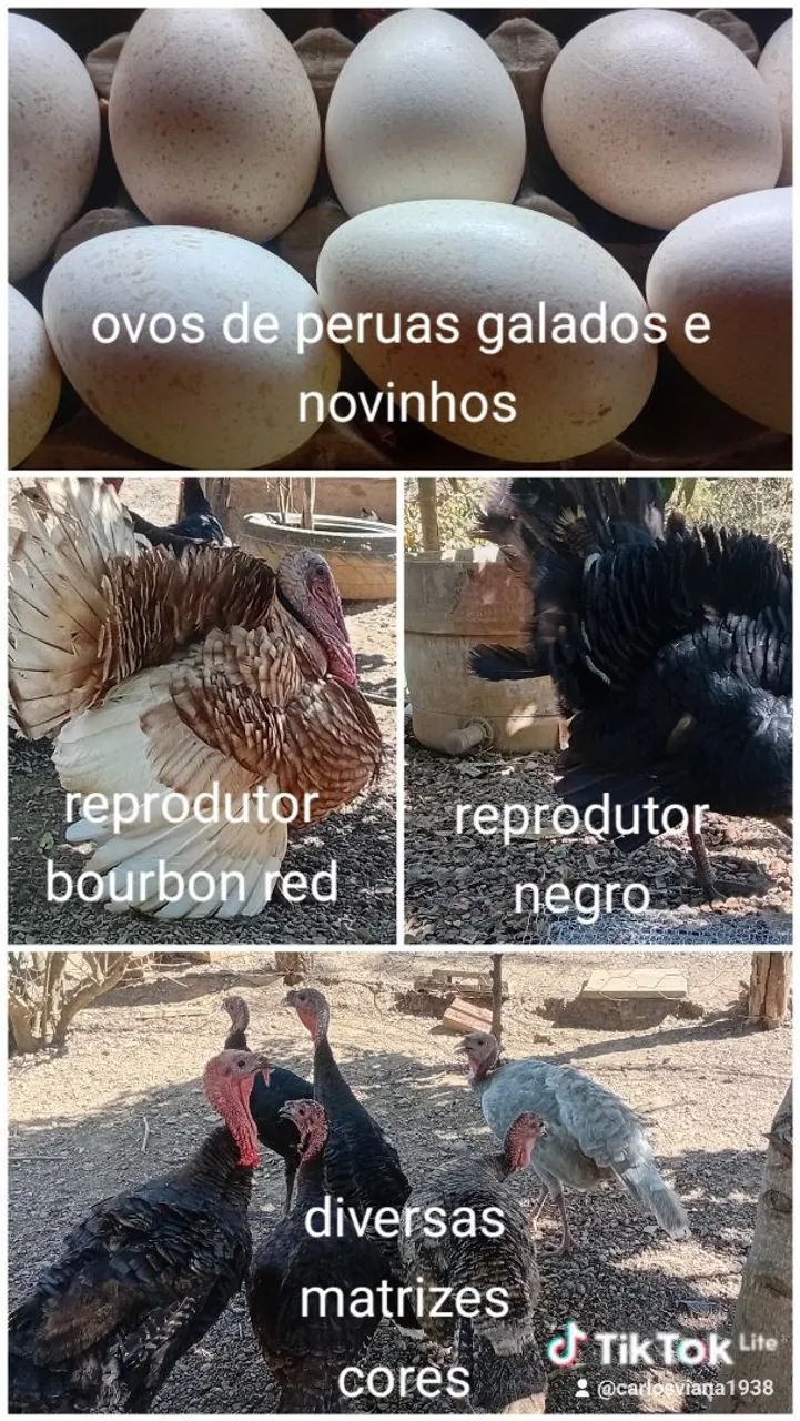 Ovos galados de peruas 