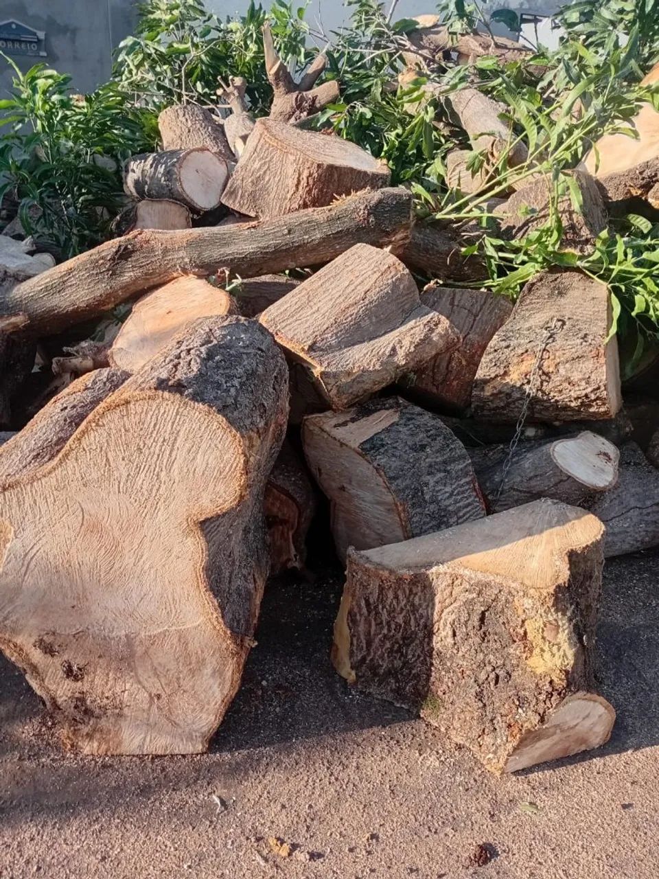 poda Árvores  - Foto 2
