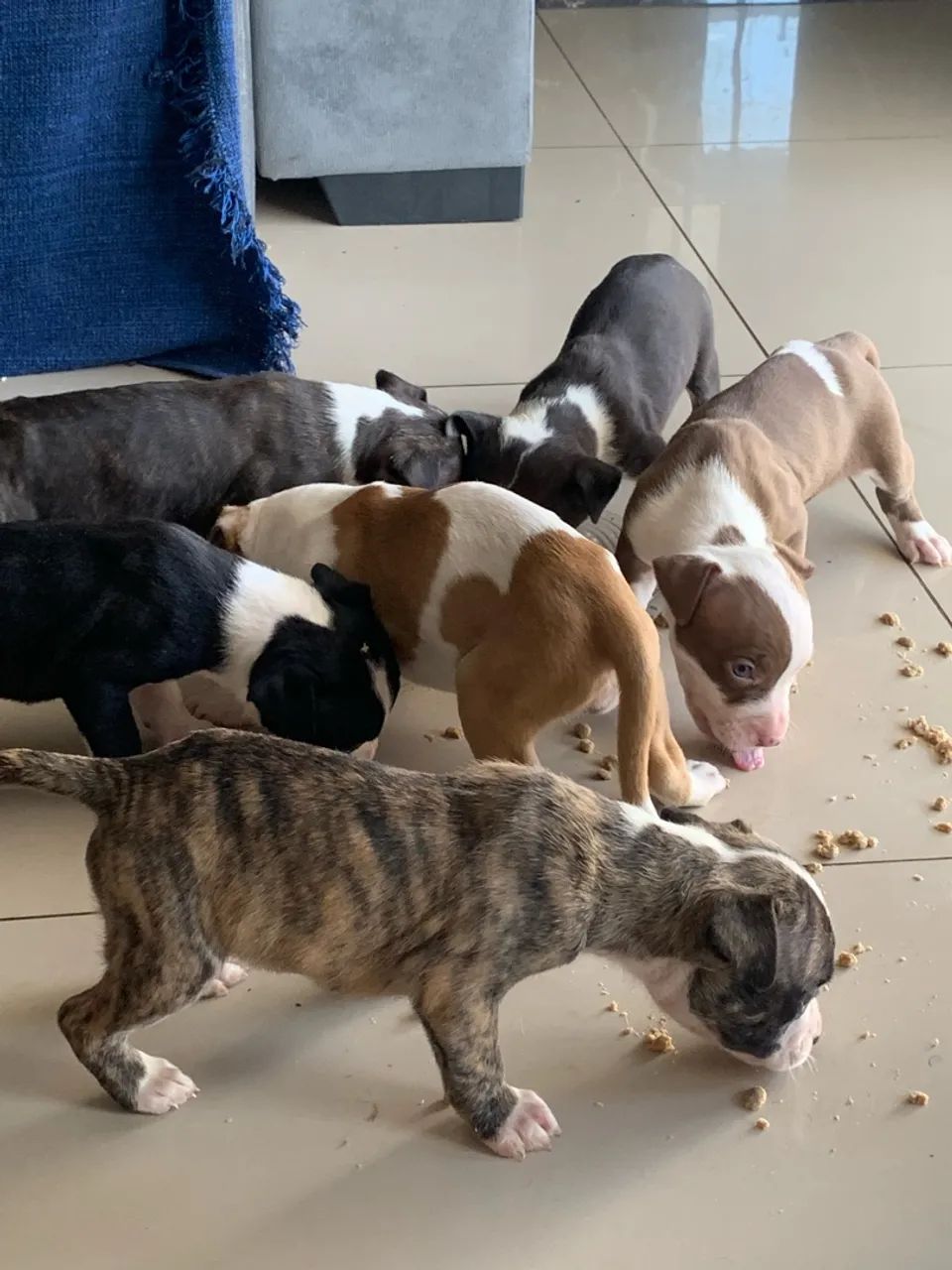 Filhotes de pitbull