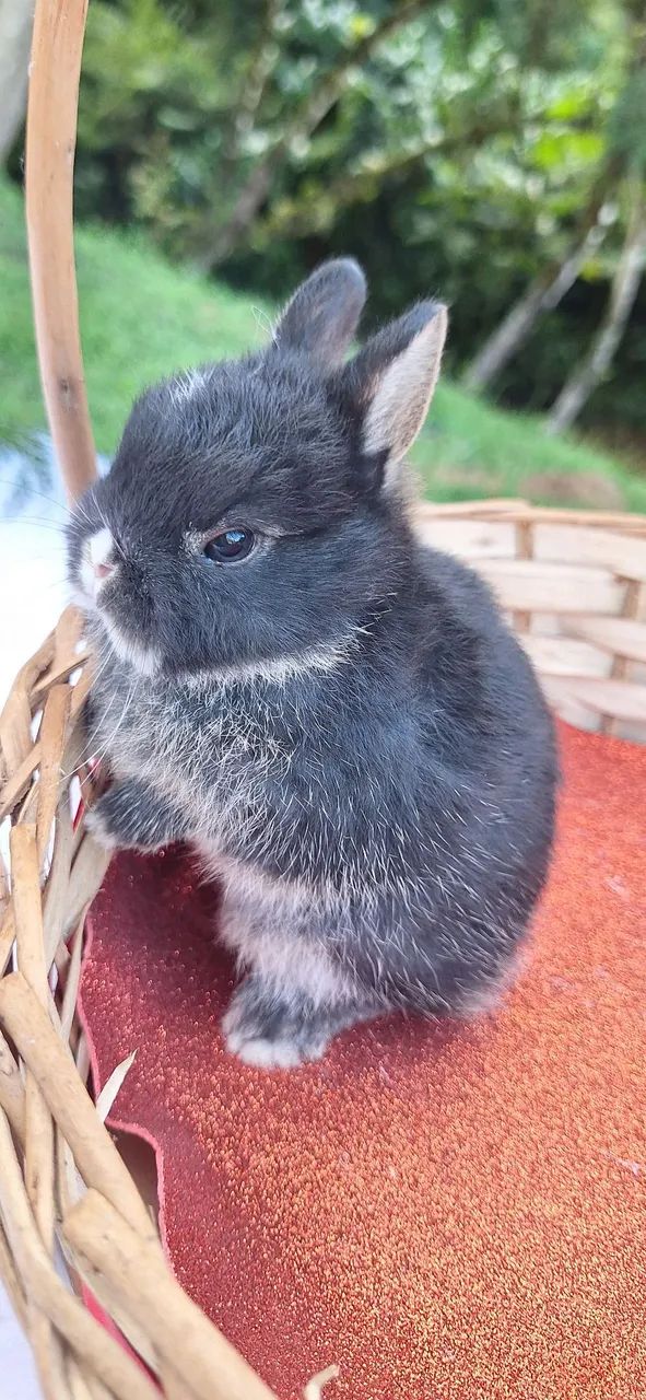Mini coelho Netherland Dwarf 