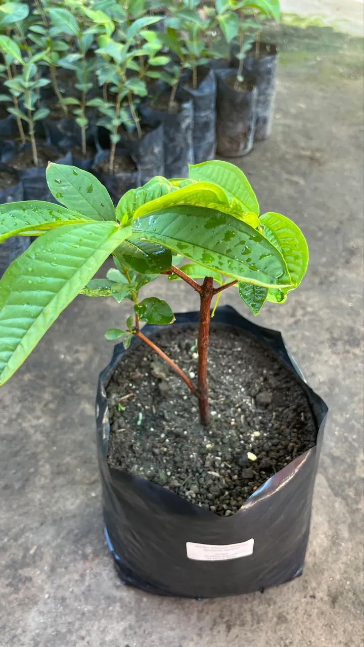 JAMBO BRANCO ASIÁTICO  - Foto 2