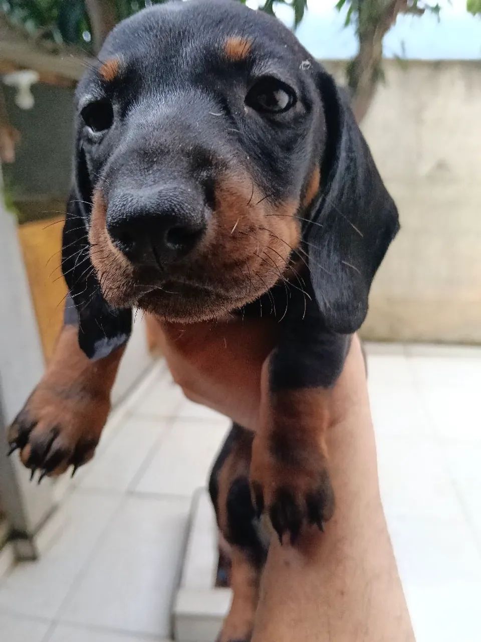 Dachshund Black Tan macho  - Foto 4