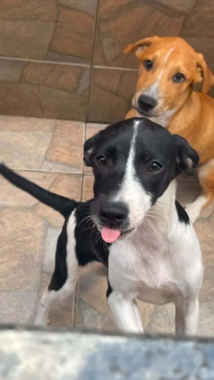 Cachorrinha para adoção - Foto 2