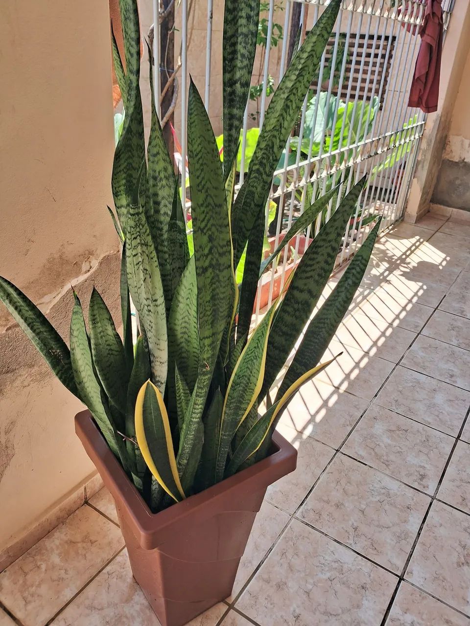 Jardim - Foto 2