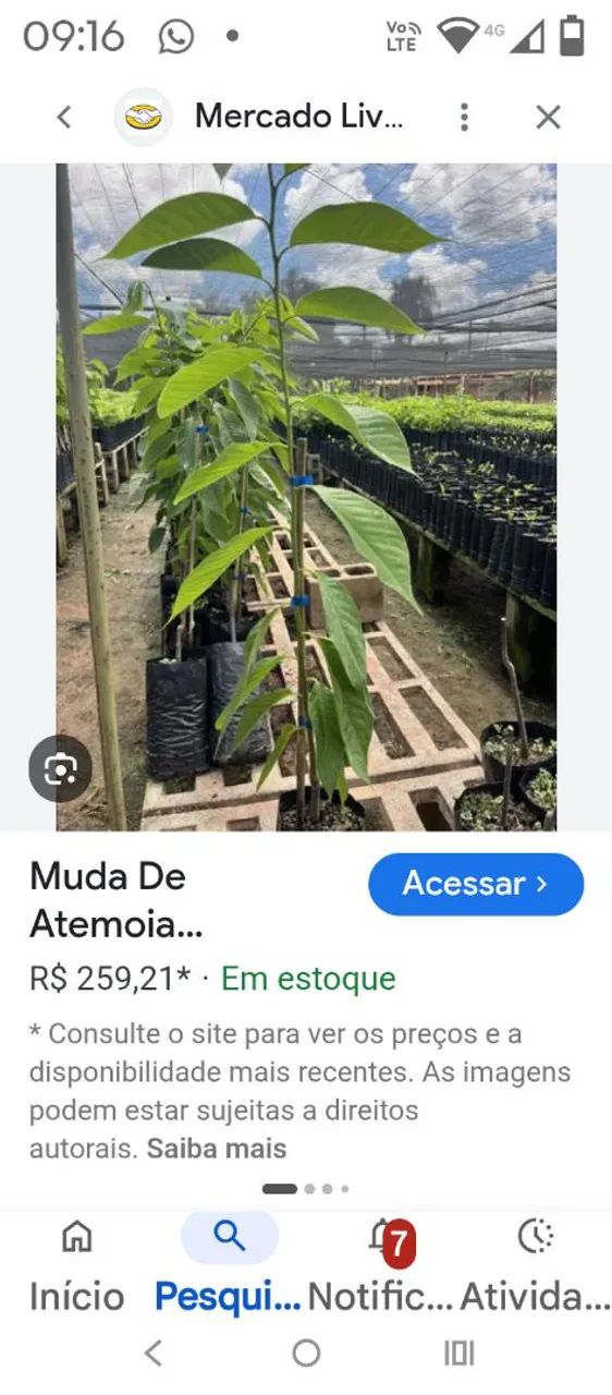 Mudas enxertadas de atemoiaa  - Foto 4