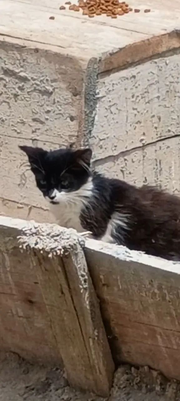 Gatinhos para doar - Foto 2