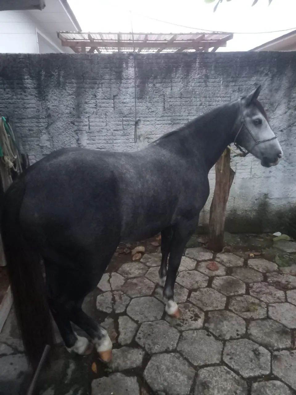 Vendo cavalo tordilho quarto de milha  - Foto 4