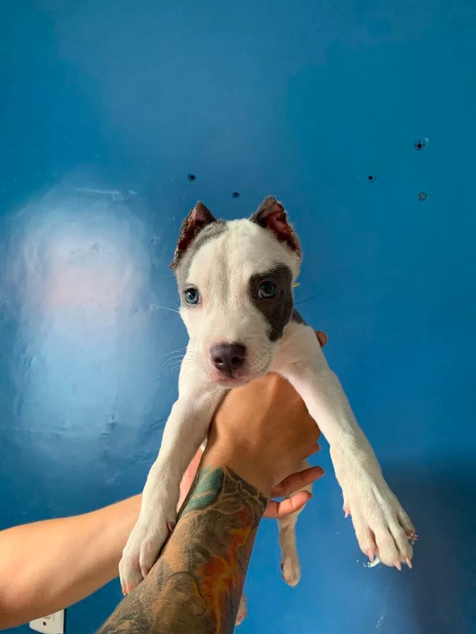 Filhota de pitmonster - Foto 4
