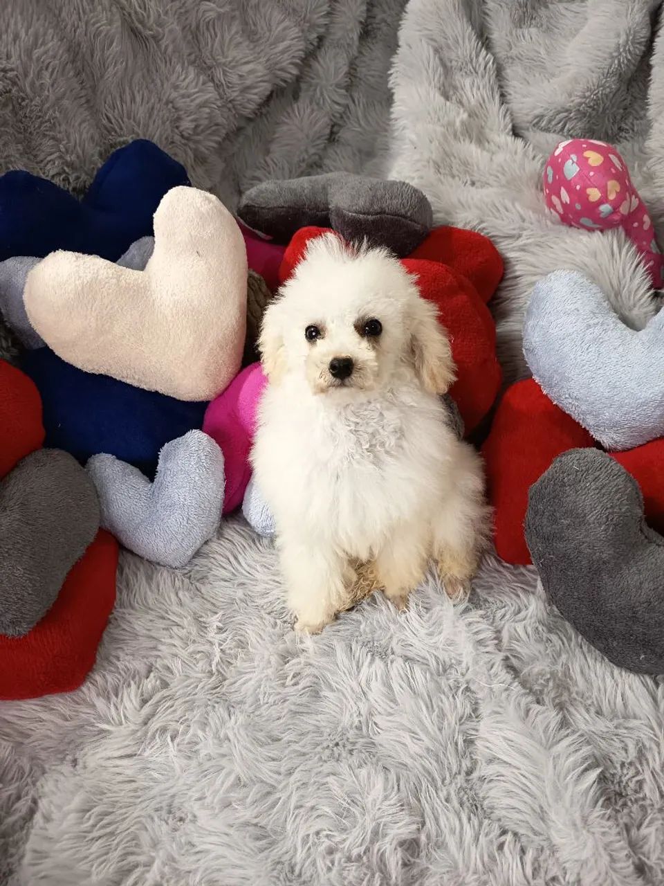Poodle macho 