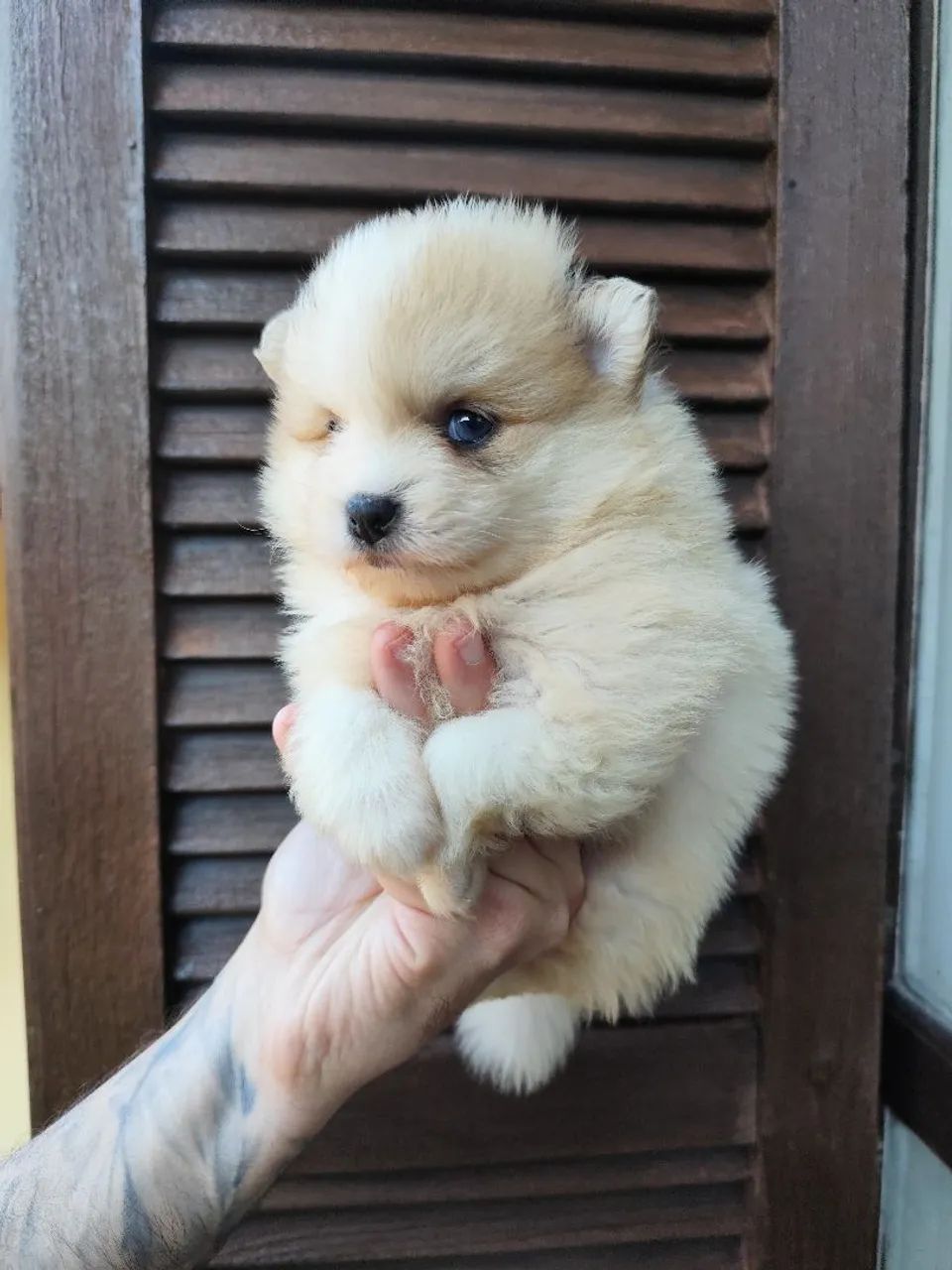 Spitz Alemão Merle de olhos azuis. - Foto 5