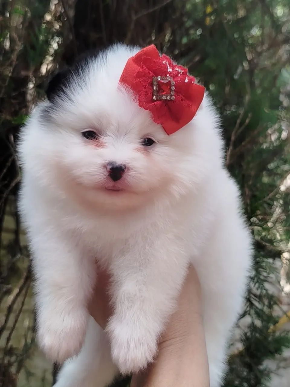 Spitz alemão  - Foto 3