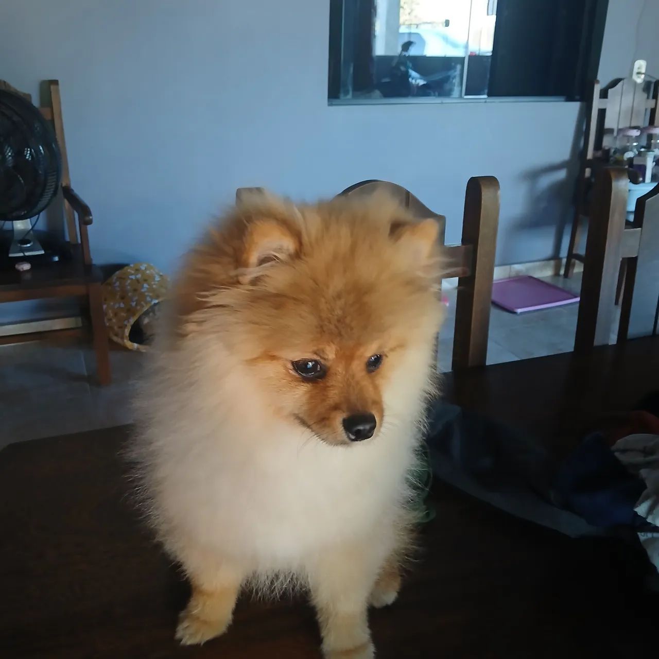 Cachorro  - Foto 2