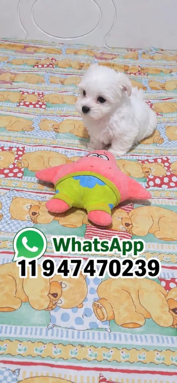 FILHOTE MALTÊS  LEGITIMO ! ! ! 