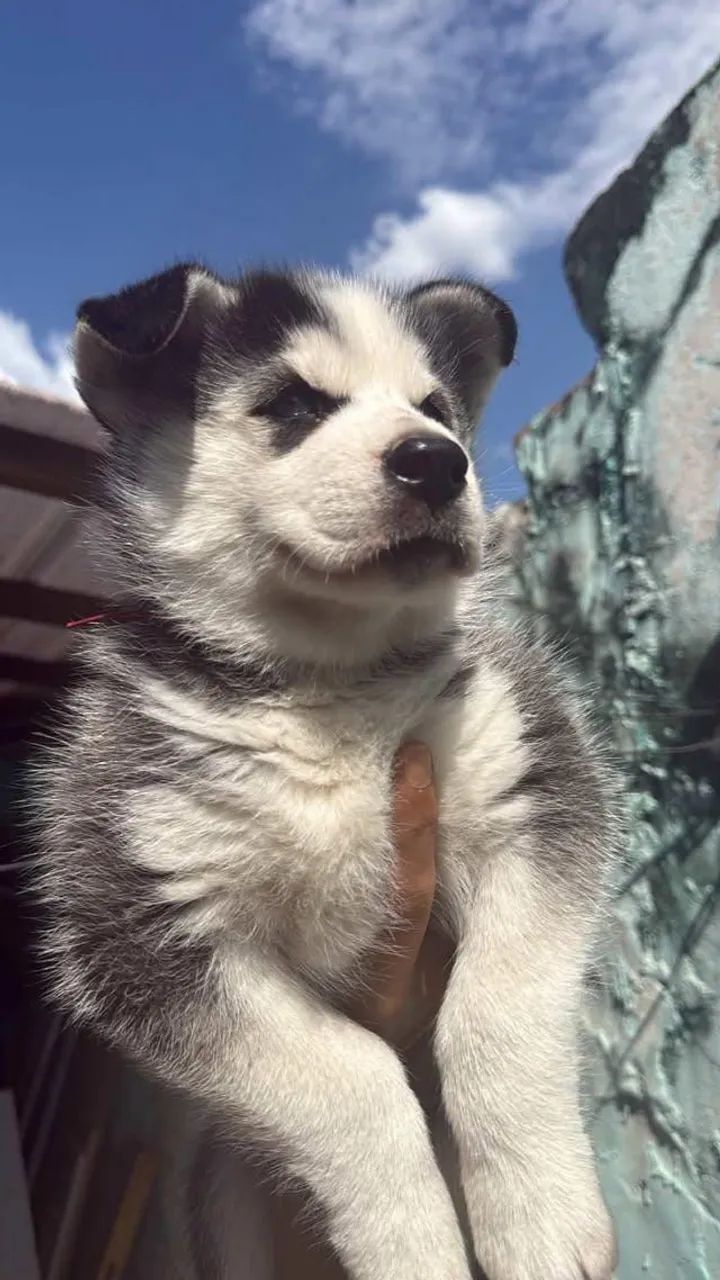 Husky siberiano  - Foto 2
