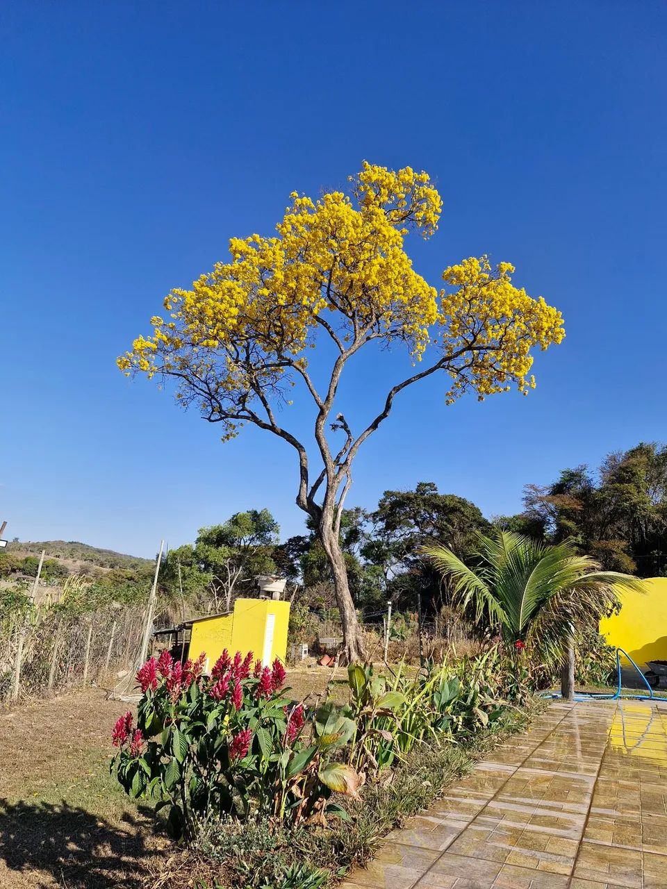 Alugo Sítio Sonho Meu  - Foto 5