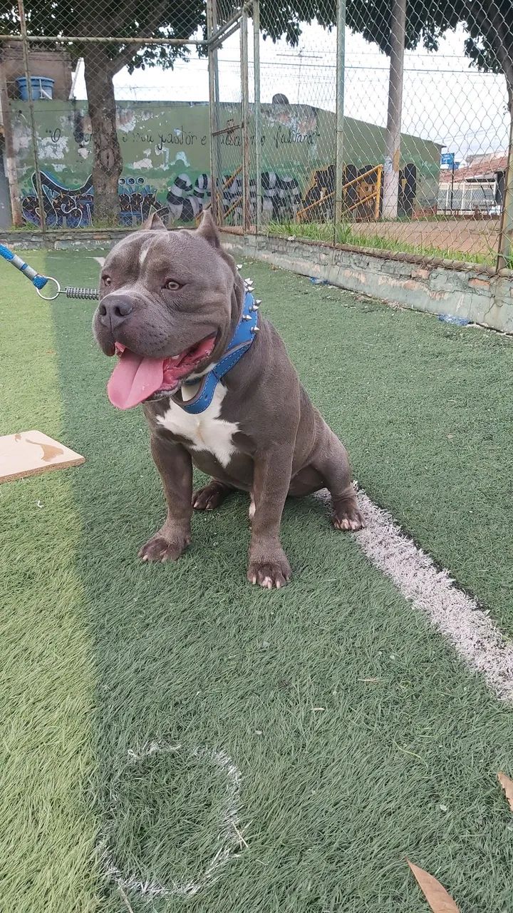 American Bully com pedigree - Foto 4