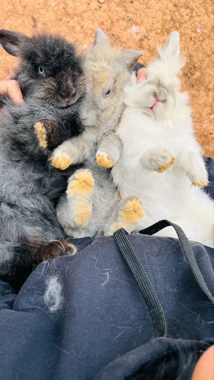 Coelhos mini Lion