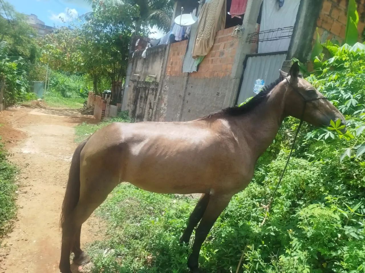 Cavalos - Foto 5