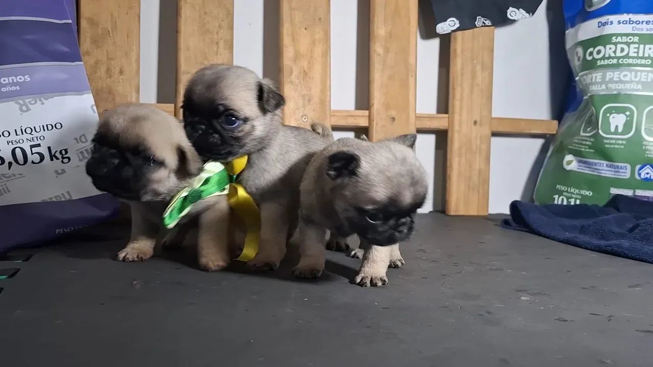Pug - Foto 2