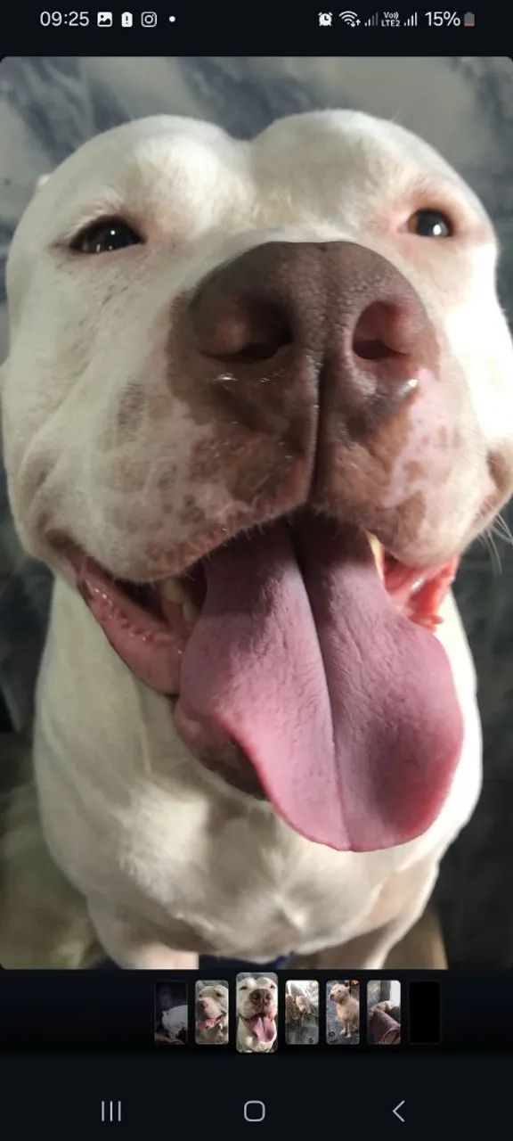 Doa ção de cachorro pitbull  - Foto 2