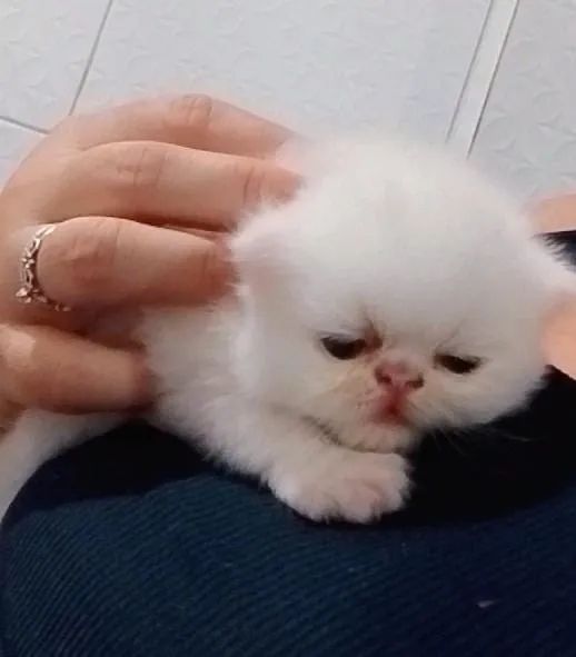 Vendo gatinho persa macho 1.500 pai e mãe no loca  - Foto 4