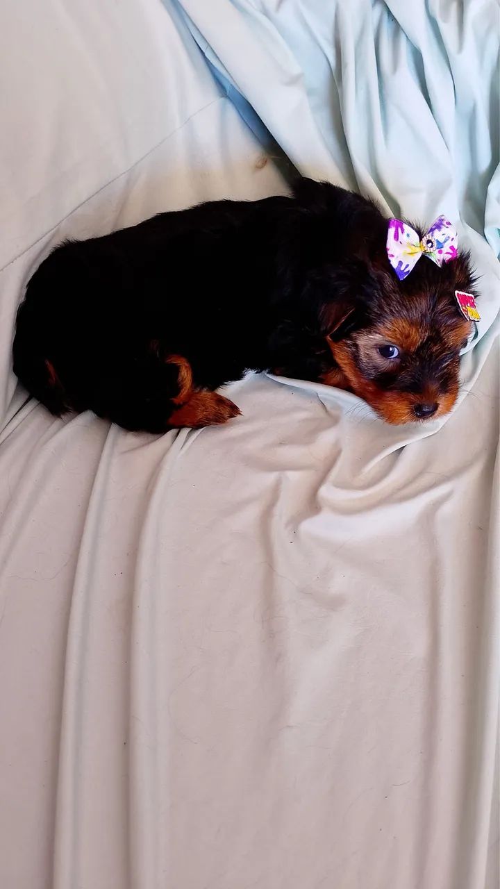 Yorkshire terrier filhote
