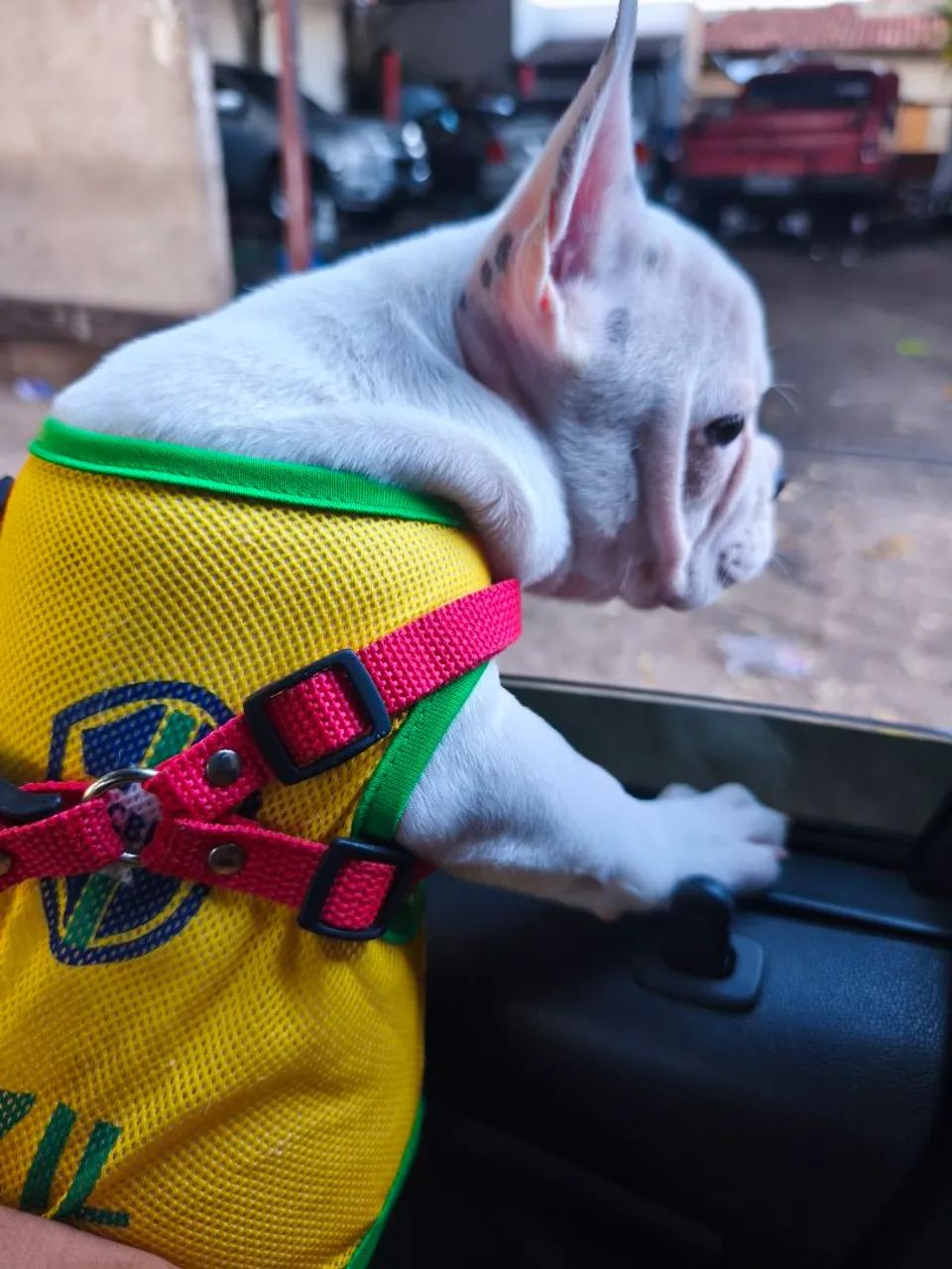 Bulldog Francês fêmea 3 meses vacina V8 importada e vermífugo em dias  - Foto 5