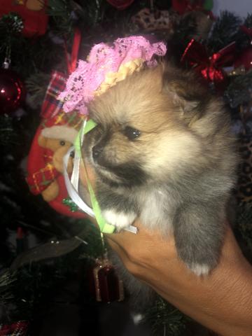 Sptiz alemã anã fêmea com excelente linhagem!!! Lulu da pomerania!!! - Foto 3