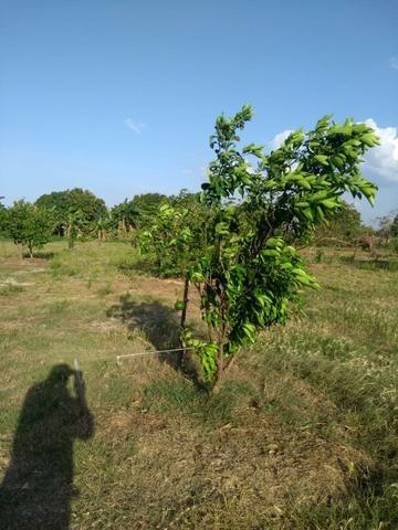 Sítio com 4,5 hectares, situado na cidade de Arari-MA - Foto 18