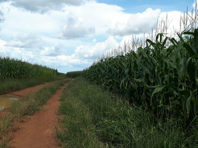Fazenda de 462 Ha , 300 Ha Lavoura . Redenção - PA .permuta 70% em Fazenda no Paraná - Foto 19