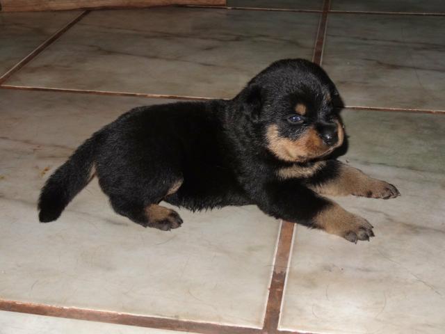 Vendo filhote de rottwailer - Foto 2
