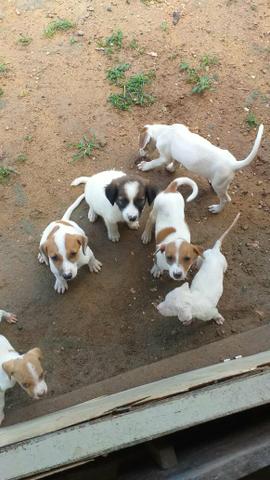Doa se cachorros