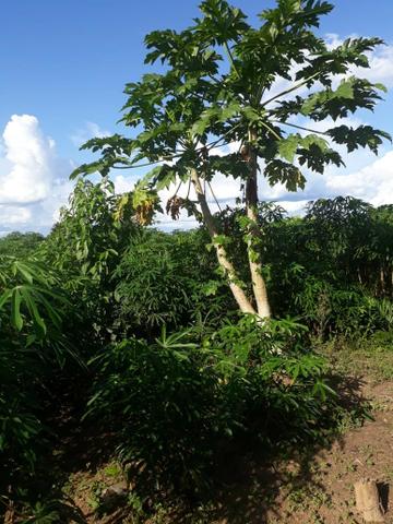 Vende-se ou troca-se uma chácara no belo jardim 3 - Foto 4