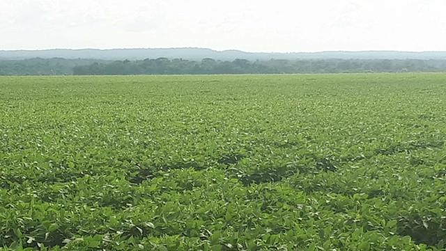 Fazenda de 462 Ha , 300 Ha Lavoura . Redenção - PA .permuta 70% em Fazenda no Paraná - Foto 3