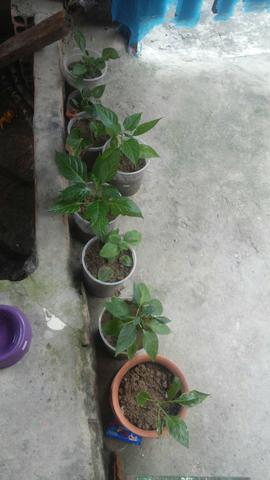 Vende-se - Foto 2