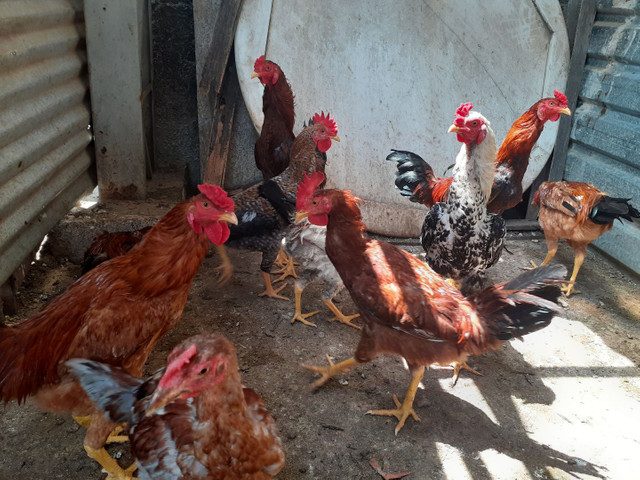 VENDE-SE FRANGOS - Foto 4