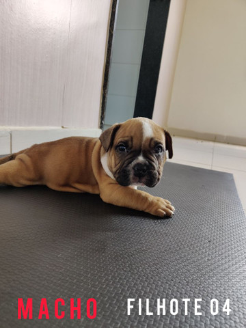 FILHOTES AMERICAN BULLY PEDIGREE