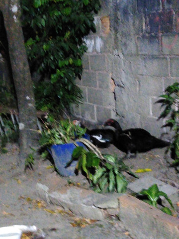 Casal de pato - Foto 2