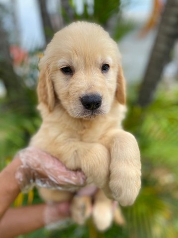 golden muito fofinho a pronta entrega, um pet de família - Cachorros e  acessórios - Pinheiros, São Paulo 1097949230