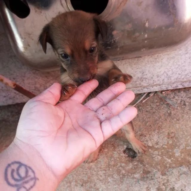 Doação  - Foto 4