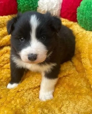 Cachorro Border Collie macho e femea, com garantia genetica vitalicia. -  Cachorros e acessórios - Munhoz Júnior, Osasco 1261817580