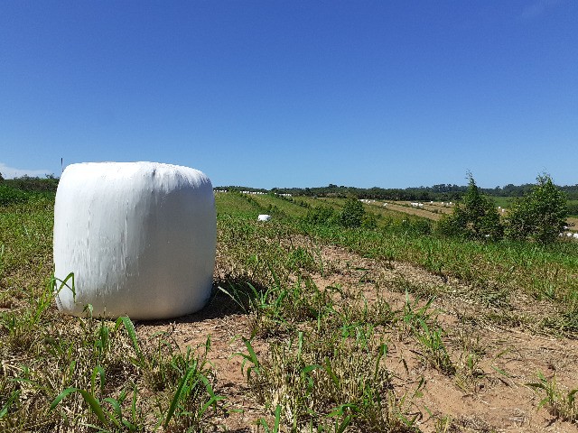 Bolas de Feno Pré-Secado 