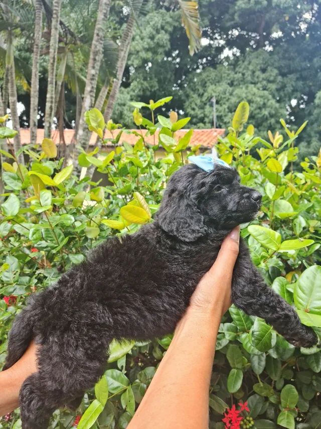 Poodle Gigante com Condições Especiais 