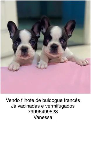 Vendo filhote de buldogue francês  - Foto 2